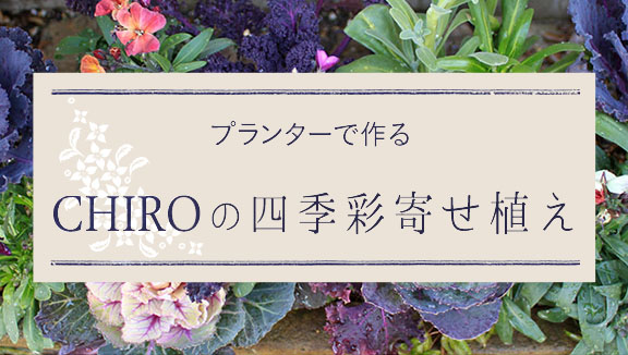 プランターで作る「CHIROの四季彩寄せ植え」