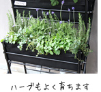 ハーブもよく育ちます