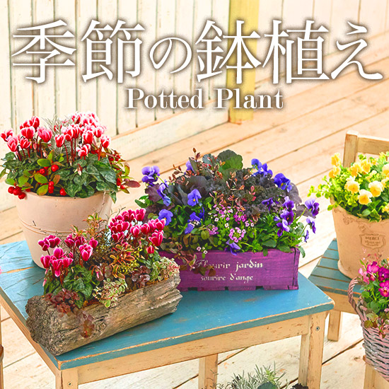 �G�߂̔��A���E�񂹐A��