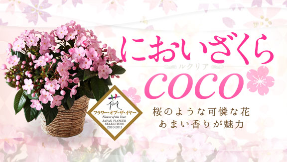 ニオイザクラ Coco ココ ディノス ニオイザクラ Coco ココ ディノス