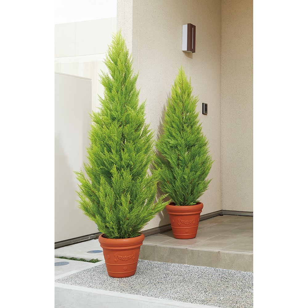 人工観葉植物ゴールドクレスト 高さ160cm お得な2本組 通販 ディノス 人工観葉植物ゴールドクレスト 高さ160cm お得な2本組 通販 ディノス