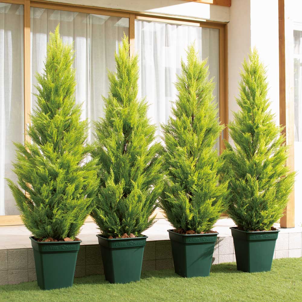 人工観葉植物ゴールドクレスト 180cm お得な2本組 通販 ディノス 人工観葉植物ゴールドクレスト 180cm お得な2本組 通販 ディノス