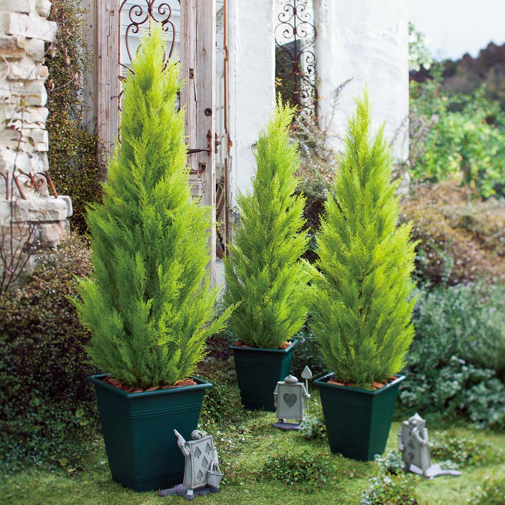 人工観葉植物ゴールドクレスト 高さ150cm 通販 ディノス