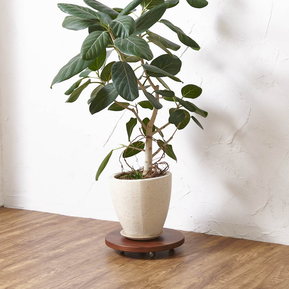 無垢材のキャスター付き プランターベース ウォルナット 径24cm 日用品 便利グッズ 生活雑貨 H75407