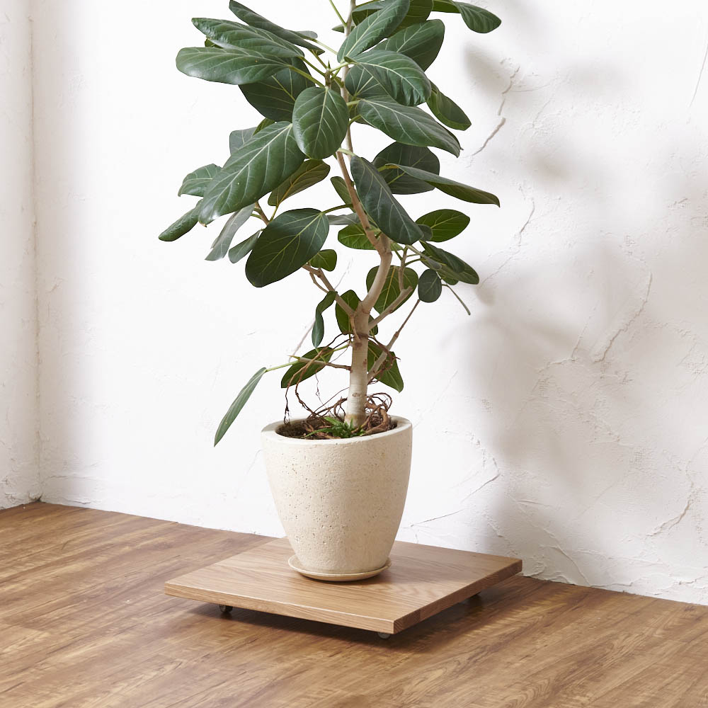 キャスター付きプランターベース ホワイトオーク 角40cm フラワースタンド プランタースタンド 花台 H75438