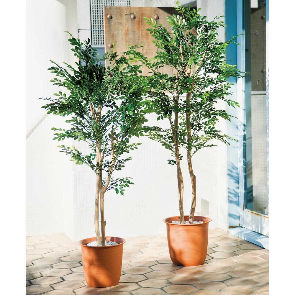 人工観葉植物 シマトネリコ 通販 - ディノス
