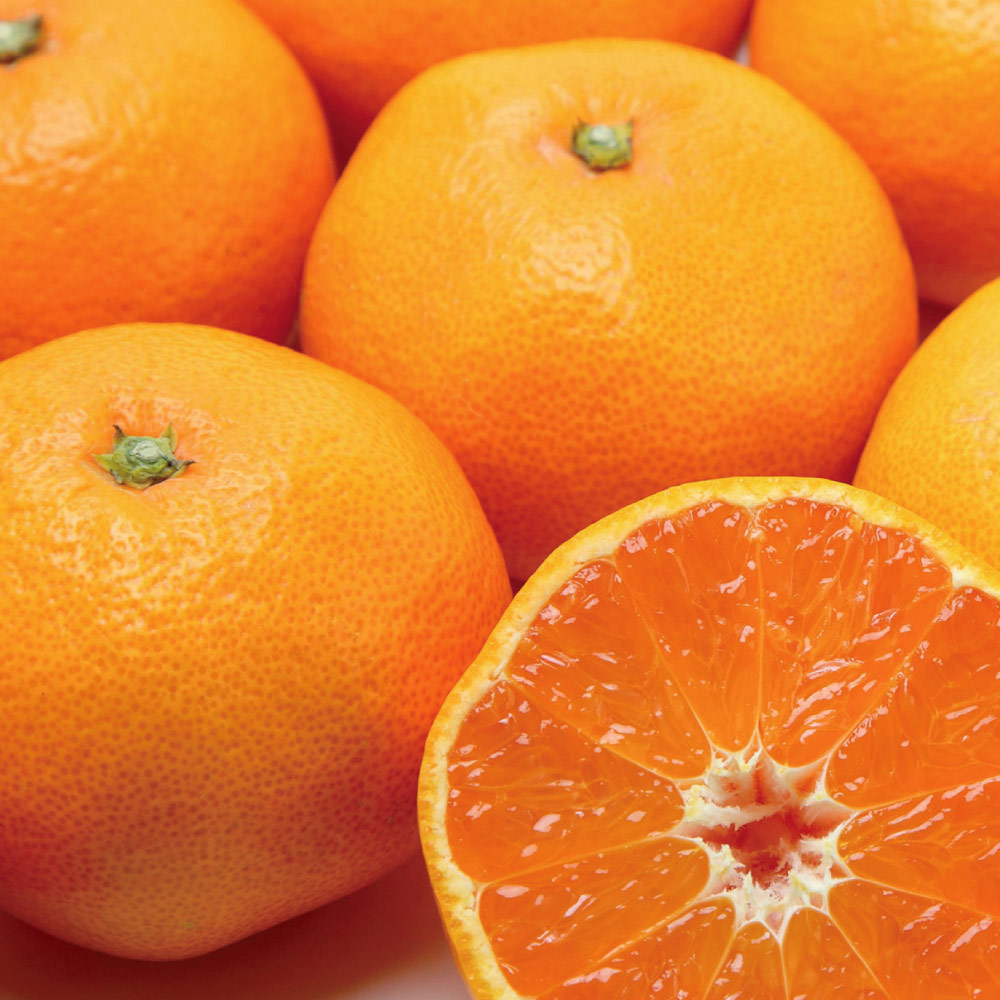 【1月お届け】 静岡産 「三ケ日(みっかび)みかん」 4kg フルーツ 野菜 果物 FK0717