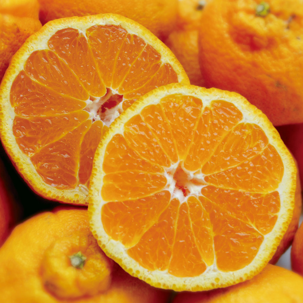 【4月お届け】 熊本産 「デコポン」 2.5kg フルーツ 野菜 果物 FK0720