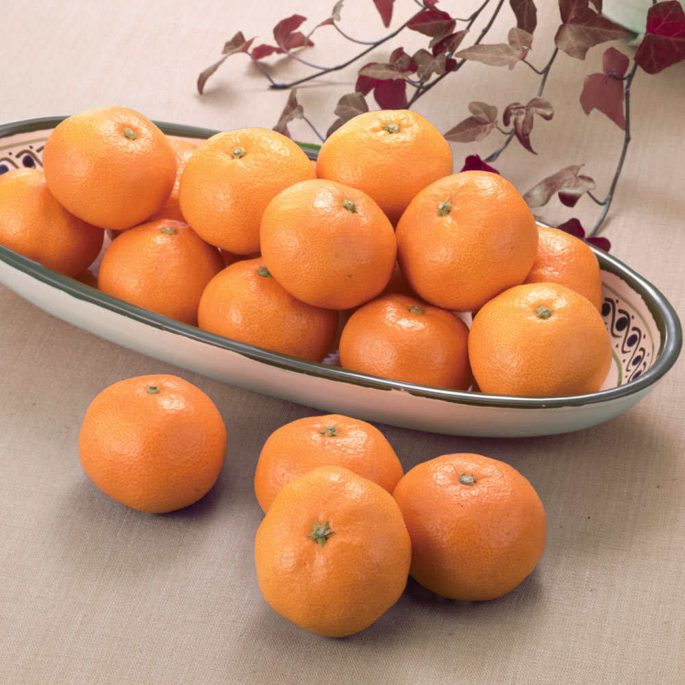 静岡産 「天下糖一(てんかとういつ)」 3kg フルーツ 野菜 果物 FK1501