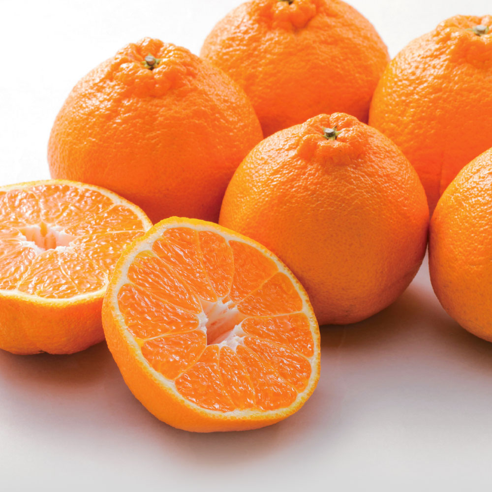 鹿児島産 紅デコポン 「大将季(だいまさき)」 3kg フルーツ 野菜 果物 FK1506