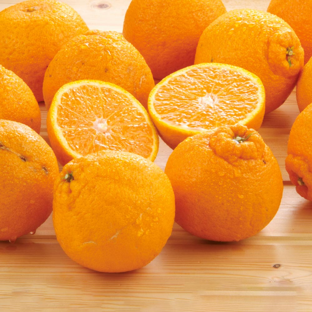 熊本産 屋根掛け 「デコポン」 5？ フルーツ 野菜 果物 FK1509