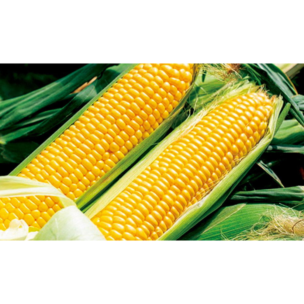 小笠原農園 有機栽培 「ミルキースイーツ」 3.5kg【8月上旬頃-お届け】 野菜 果物 FJ0122