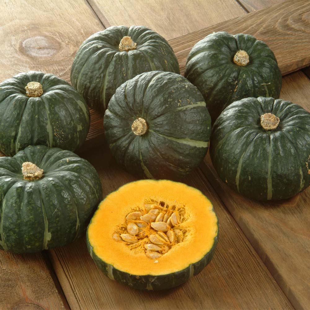 神奈川産 三浦の坊ちゃんかぼちゃ 3kg<br /> 【6月中旬頃-お届け】 野菜 果物 FJ0145