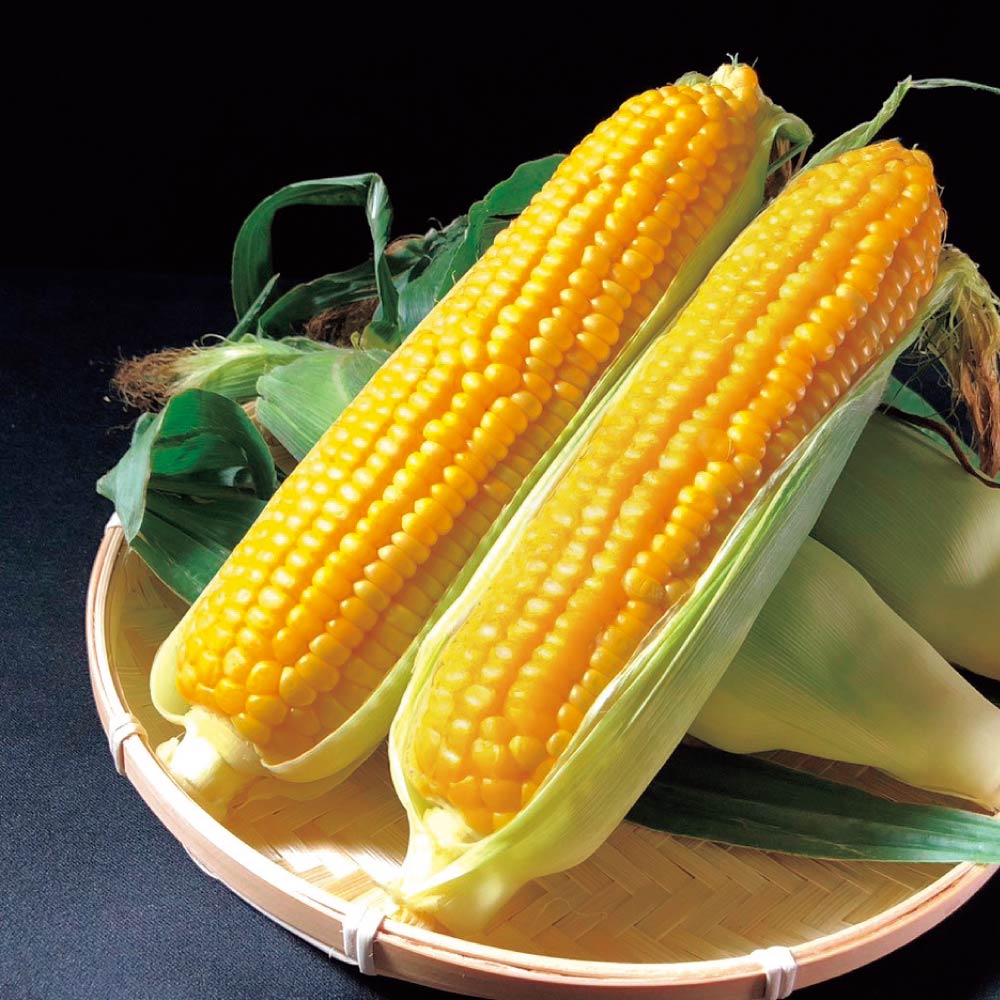 新潟・津南町産 島田さんの「鬼もろこし（恵味）」5kg<br />【8月中旬頃-お届け】 野菜 果物 FJ0702