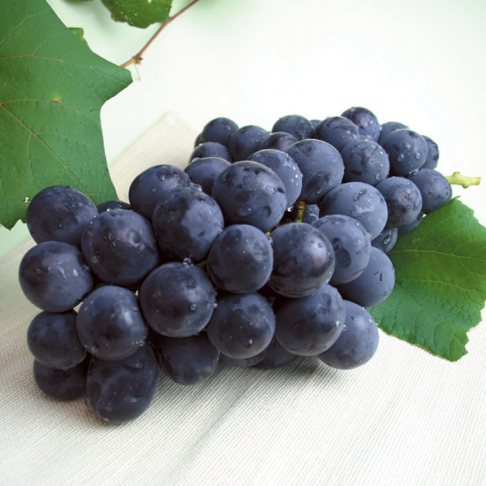 山形産「ニューピオーネ」1.4kg【9月中旬頃-お届け】 フルーツ 野菜 果物 FJ0711