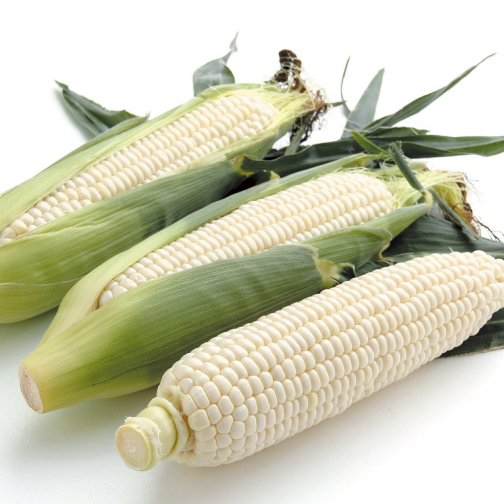 北海道産 「ホワイトショコラ」 8本【8月中旬頃-お届け】 野菜 果物 FJ0714