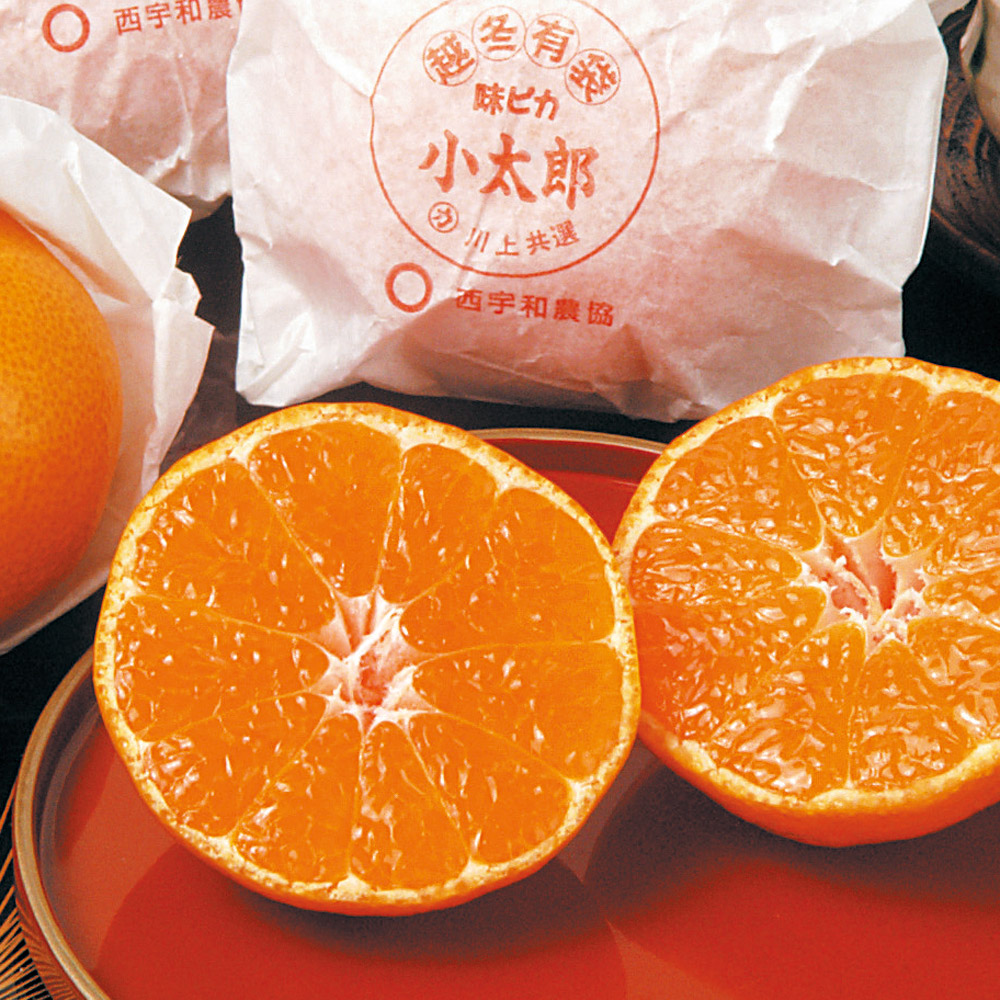 愛媛・西宇和産 越冬樹上完熟みかん「小太郎」【1月中旬頃-お届け】 フルーツ 野菜 果物 FJ2012