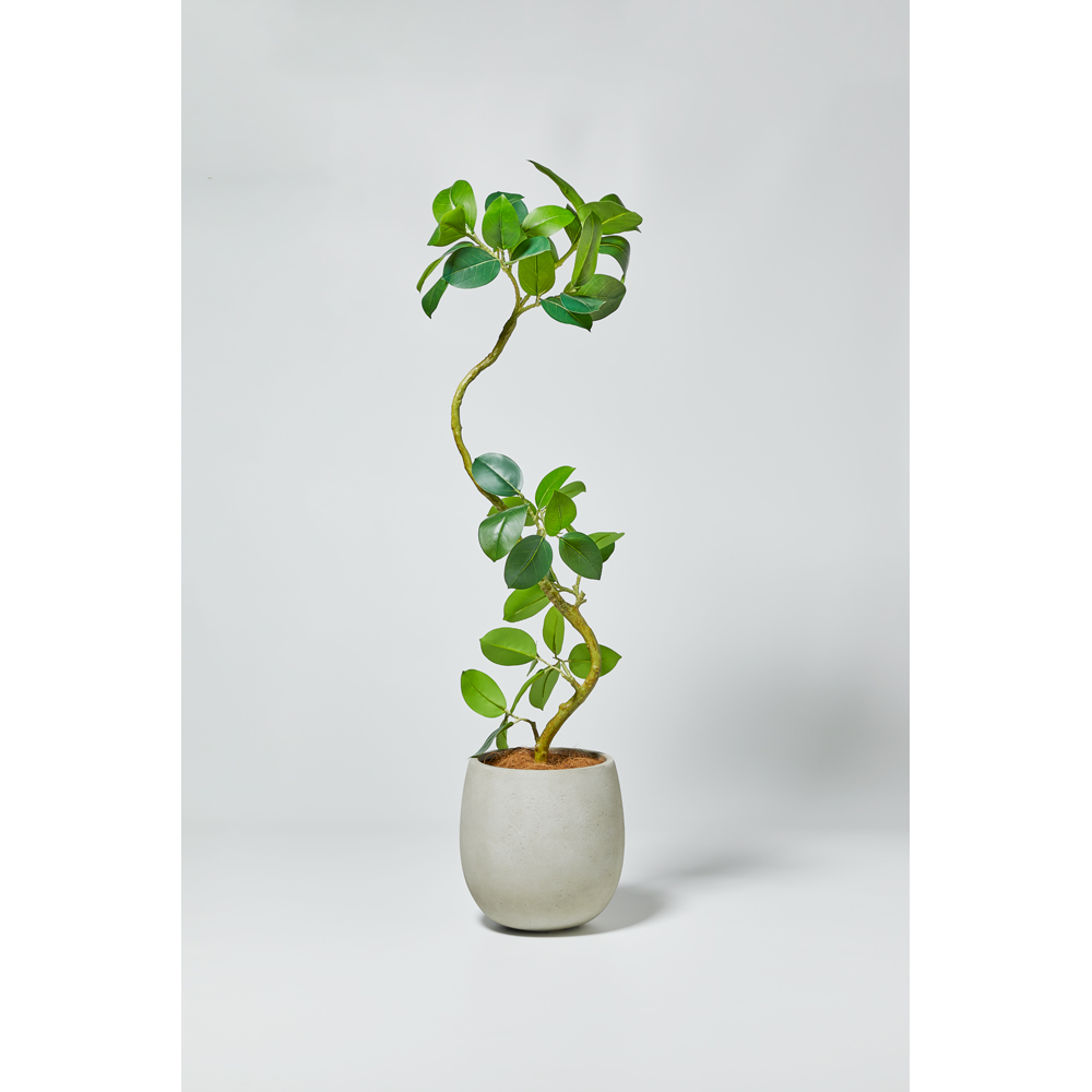 【専用】rodin様　フィカスアルテシマ フィカスアルテシマS字 XL × テラニアスL ホワイト – GREEN BASE