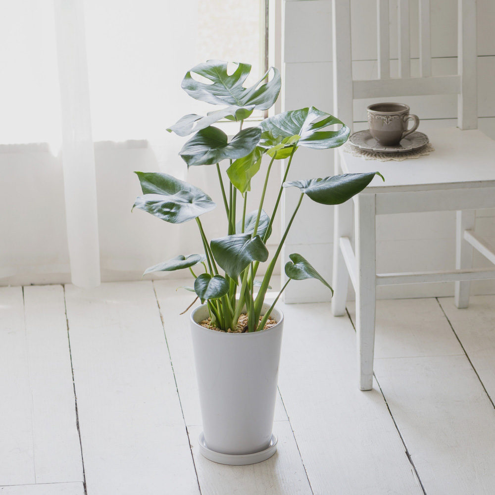 観葉植物 モンステラ 通販 ディノス