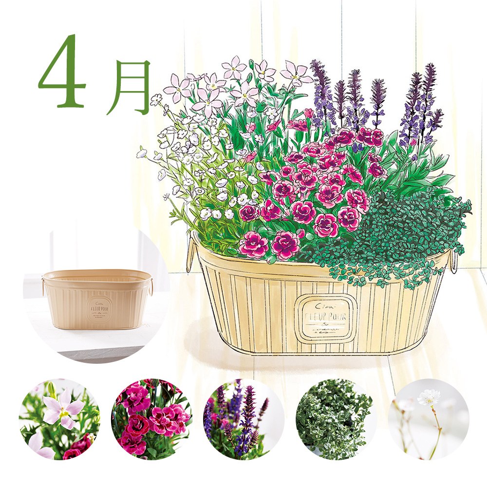 毎月届くお花の頒布会 鉢あり プランツコーディネートコース 21年4月 21年9月 通販 ディノス