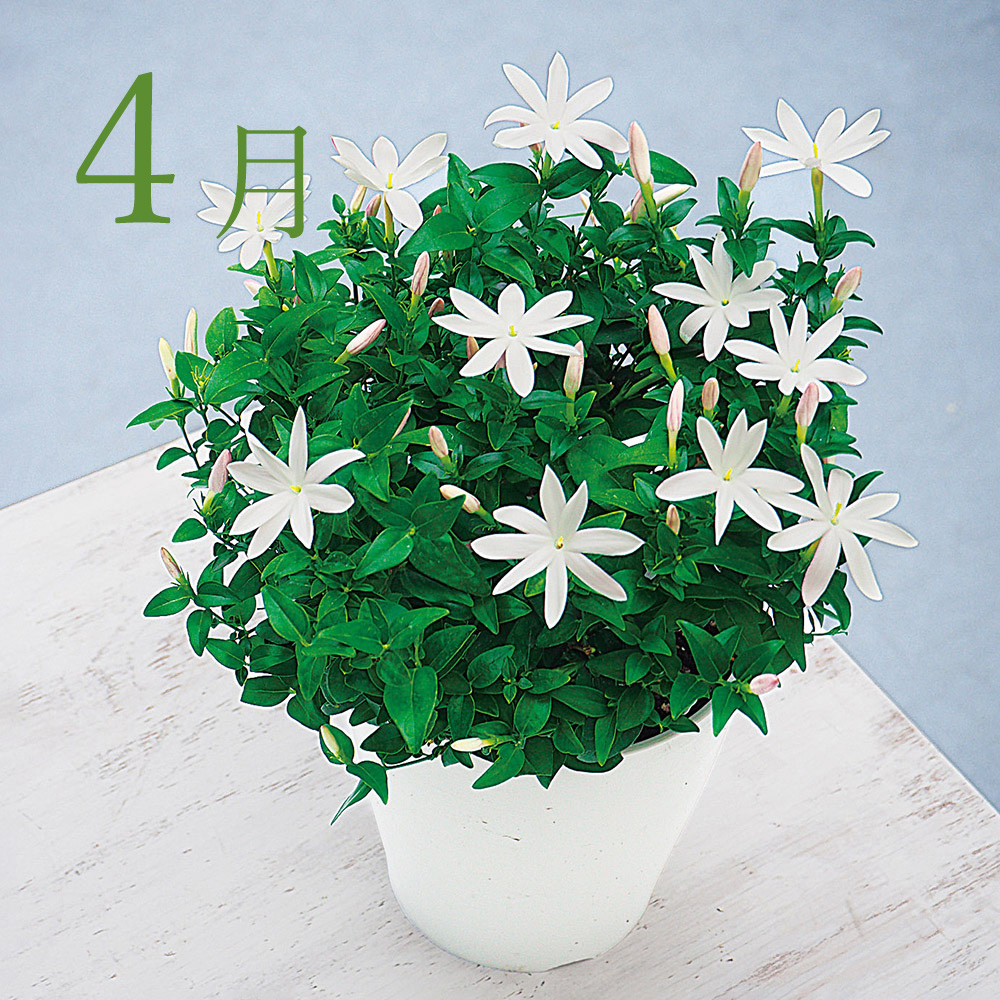 毎月届くお花の頒布会 南国の香る花コース 21年4月 21年9月 通販 ディノス