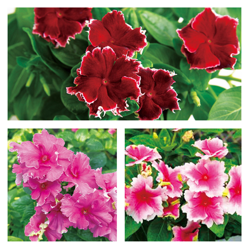 毎月届くお花の頒布会 色とりどりのビンカコースお届け 苗のみをお届け 21年4月 21年9月 通販 ディノス