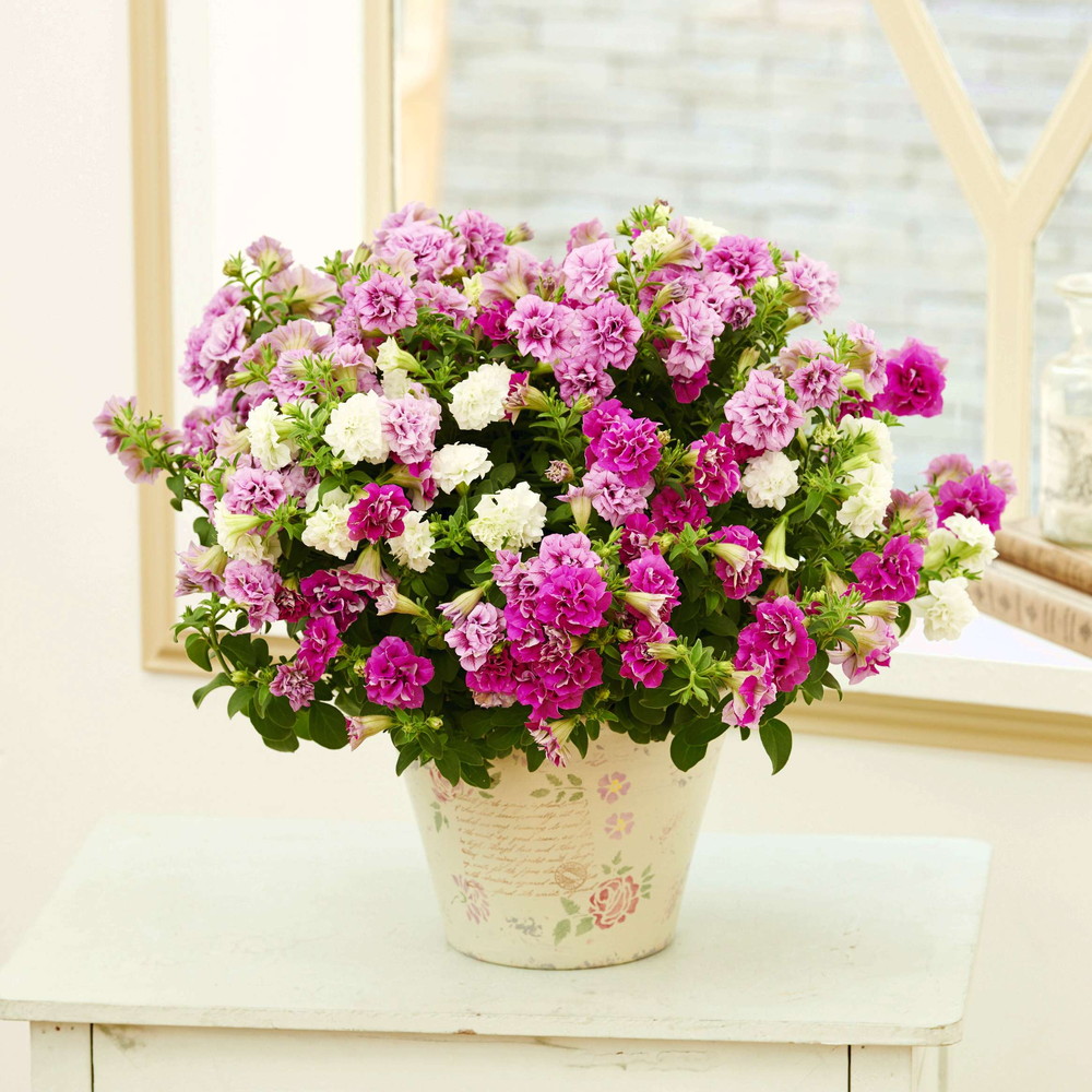 母の日ギフト フリル咲きサフィニア鉢植え ピンク系 通販 ディノス