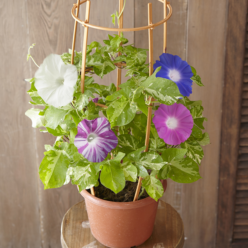 おうちで朝顔市 ４色咲き朝顔 鉢植え 通販 ディノス