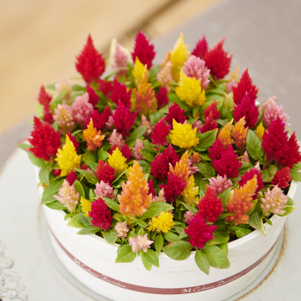 母の日フラワーギフト 色とりどりのケーキみたいなケイトウ カテゴリ 生花の販売できる商品 ディノス 031fp8767 ドコモの通販サイト Dショッピング