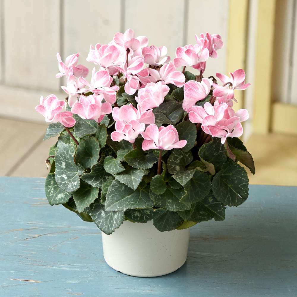 農林水産大臣賞受賞生産者から贈る 自然開花八重咲ミニシクラメン