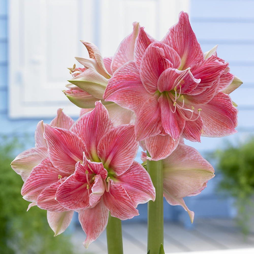 gomasenbeiマジックアマリリス3種 FLB064c1.jpg