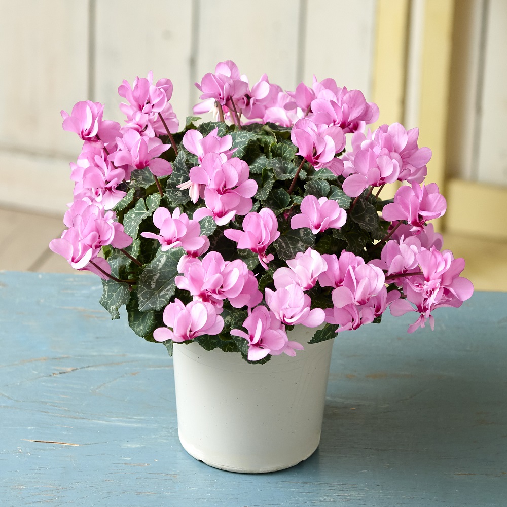 農林水産大臣賞受賞生産者から贈る 自然開花八重咲ミニシクラメン