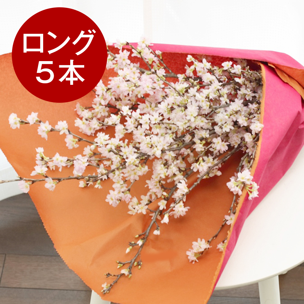 山形からの春だより 啓翁桜ロングサイズ5本 通販 - ディノス