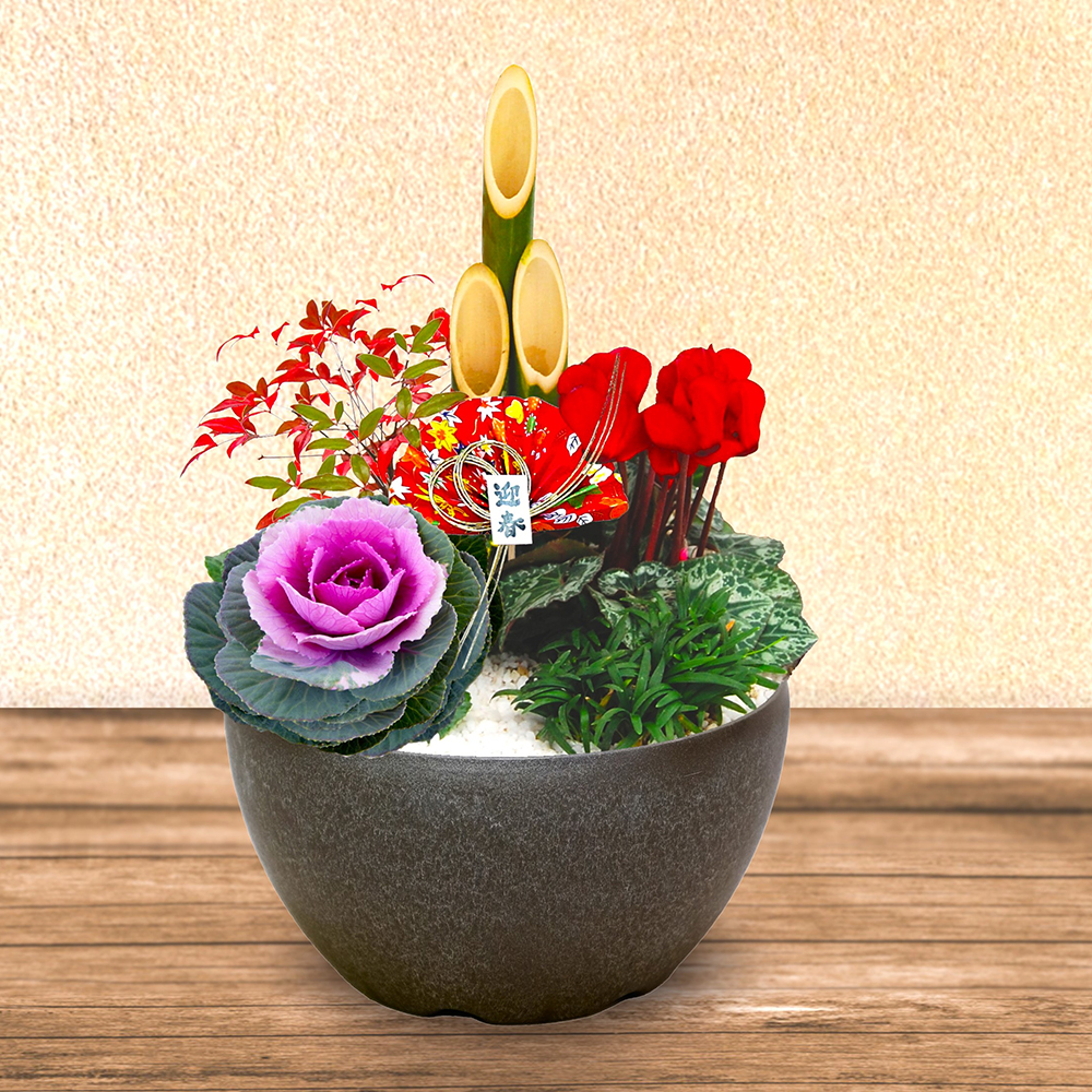 迎春門松寄せ植え 通販 - ディノス