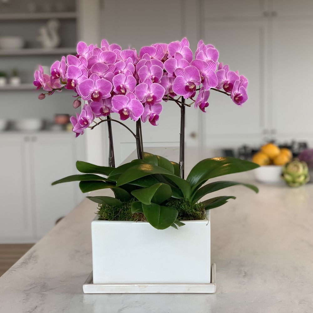 1日分⭐️ミディ胡蝶蘭⭐️陶器鉢8ポットセット⭐️ ミディ胡蝶蘭ピンク 陶器鉢入り 通販 - ディノス