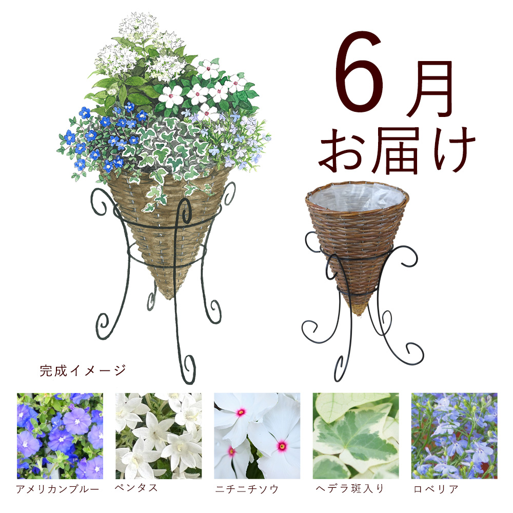 のんのん　リメイク鉢　お花 毎月届くお花の頒布会】鉢あり ガーデニングコース（2026年6月～2026年