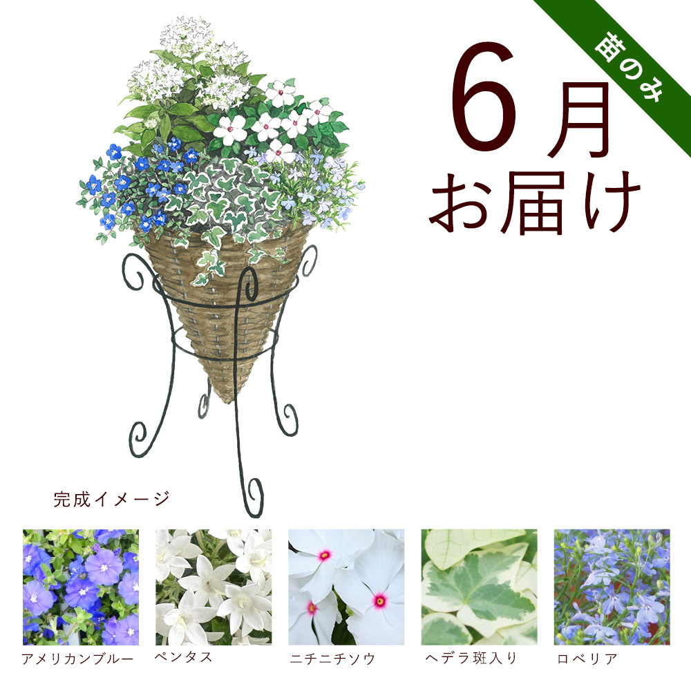 毎月届くお花の頒布会】苗のみ ガーデニングコース（2026年6月～2026年