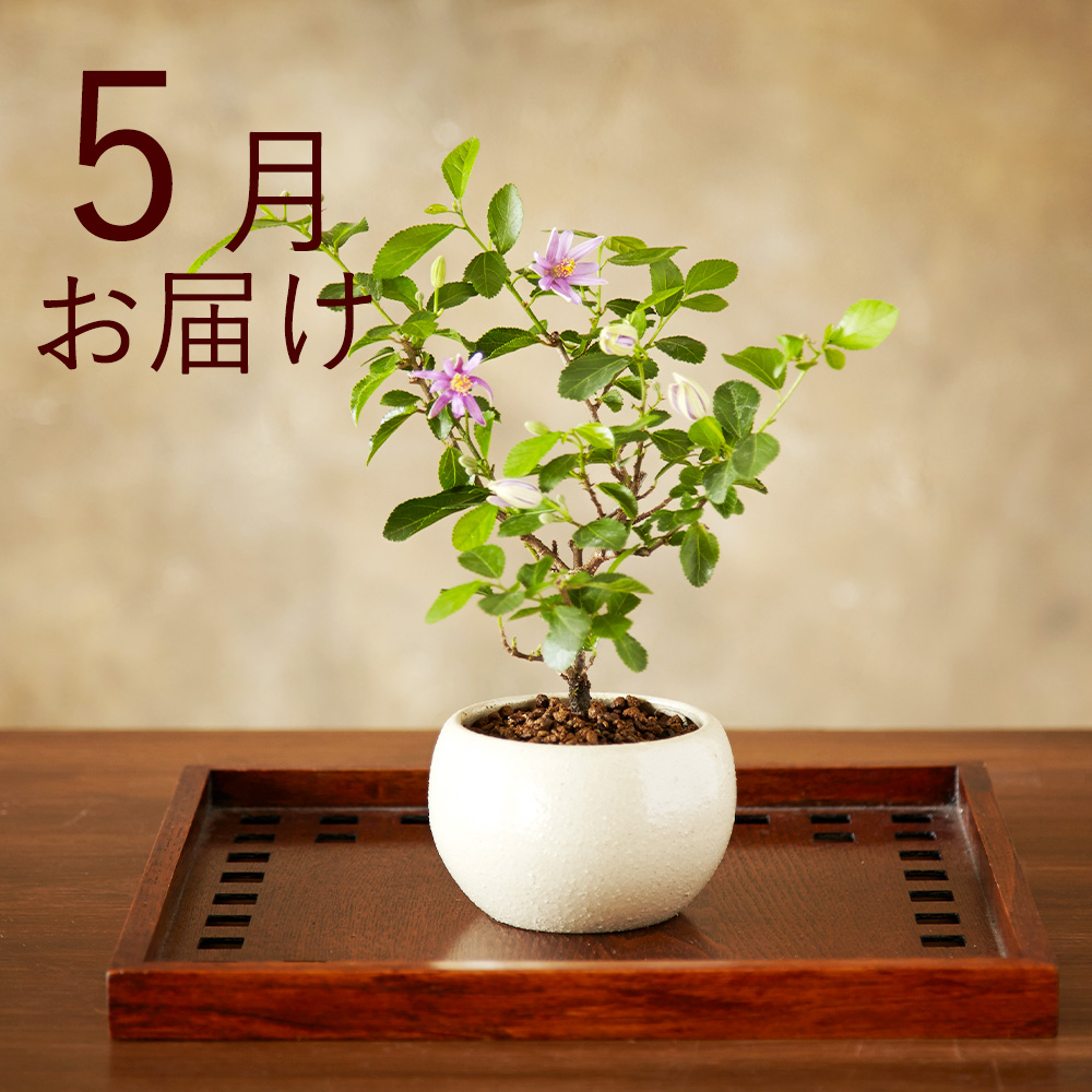 FLF509c1.jpg
