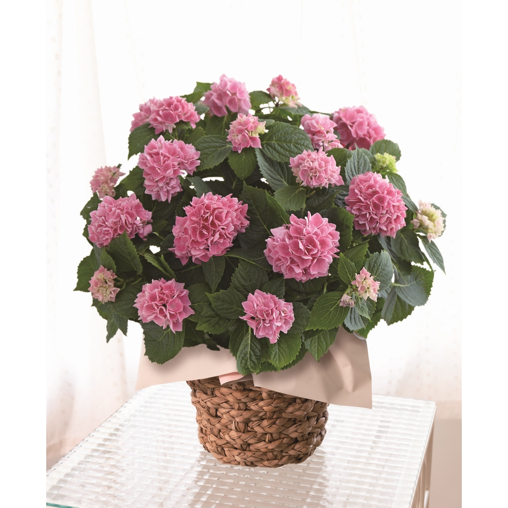 ６月届け アジサイ 茜雲 通販 ディノス