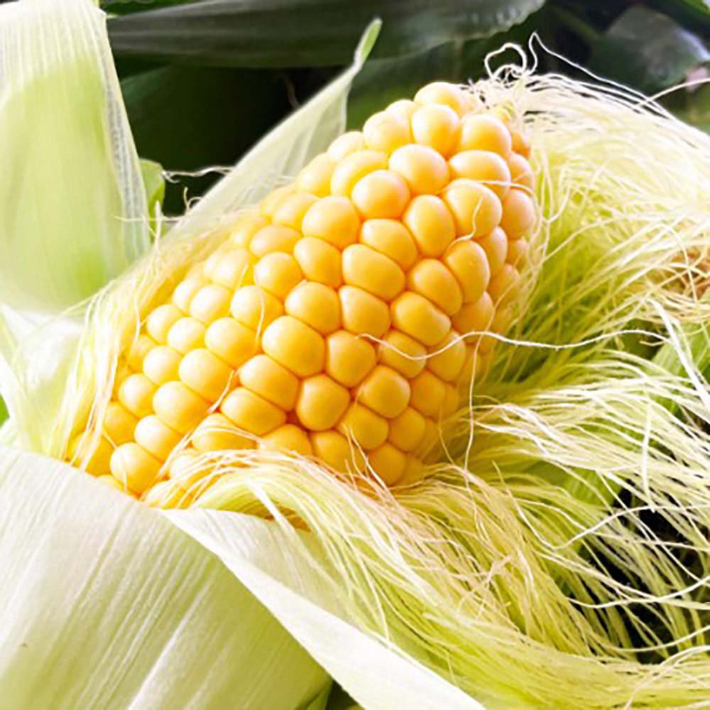 十勝産 「なまら十勝野」 ゴールドラッシュ 3.8kg【8月上旬頃〜お届け】 通販