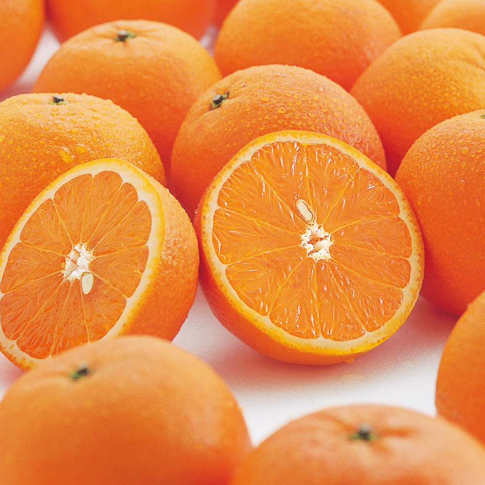 鹿児島・南さつま産 「たんかん」秀品 4.9kg【2月下旬-3月上旬頃お届け】 フルーツ 野菜 果物 NH1168