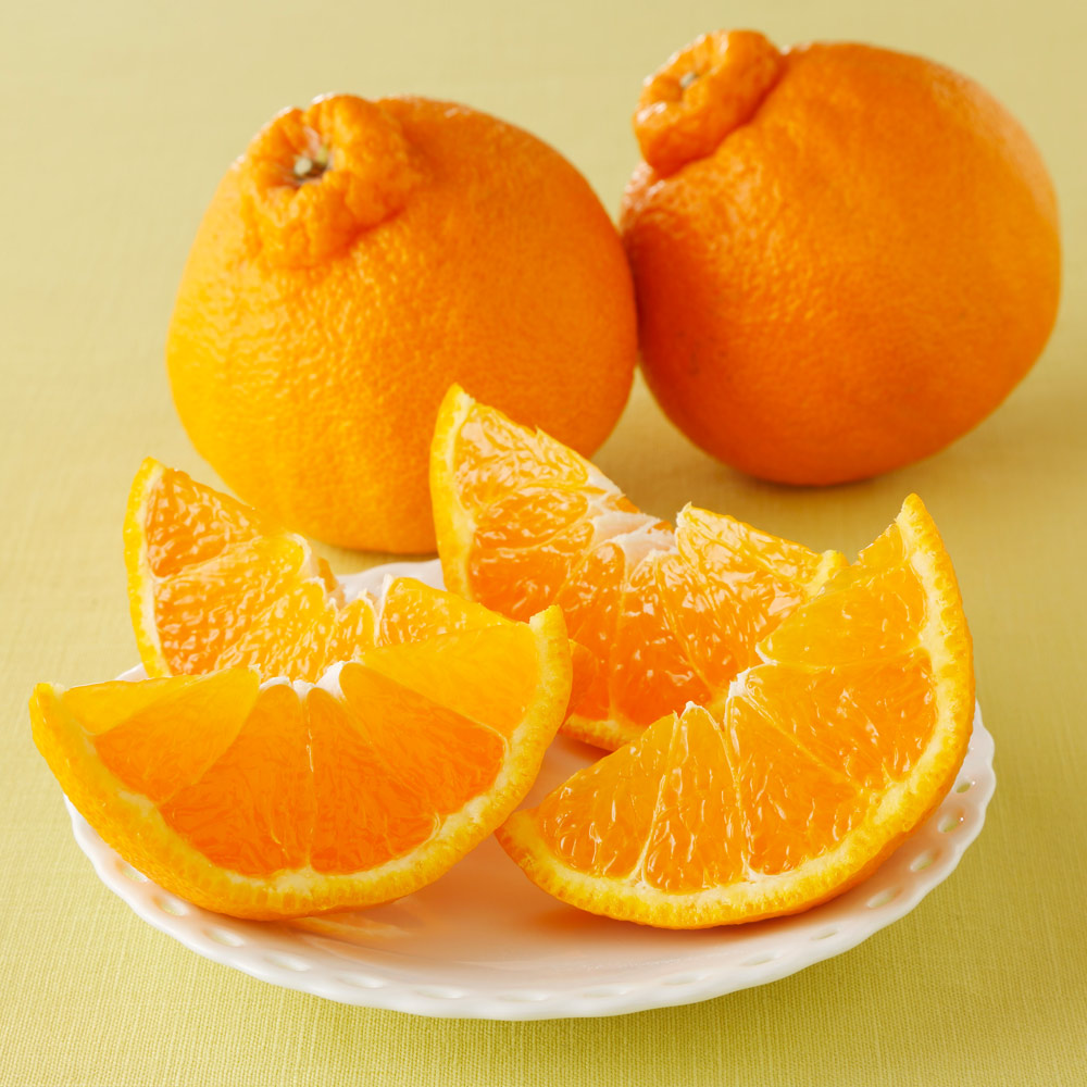 鹿児島産 「大将季」 2.8kg【1月中旬-2月中旬頃お届け】 フルーツ 野菜 果物 NH1177