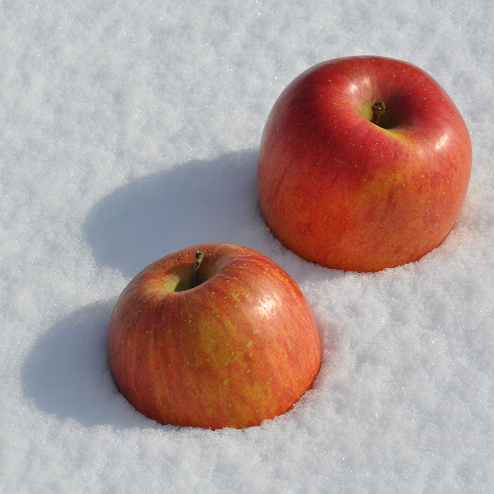 山形産 雪室りんご 「サンふじ(小玉)」 5kg【1月下旬-2月上旬頃お届け】 フルーツ 野菜 果物 NH1182