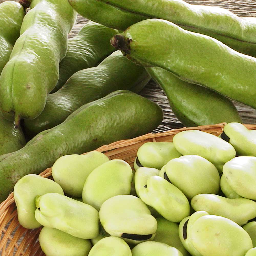 鹿児島産 そら豆 2kg 【3月中旬-4月上旬頃お届け】 野菜 果物 NH1559