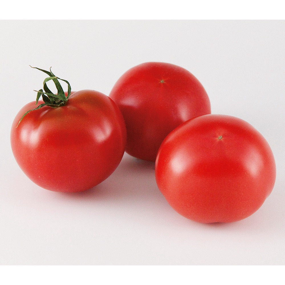 高知産 池一菜果園のフルーツトマト 1kg 【2月上旬-5月下旬頃お届け】 野菜 果物 NH1563