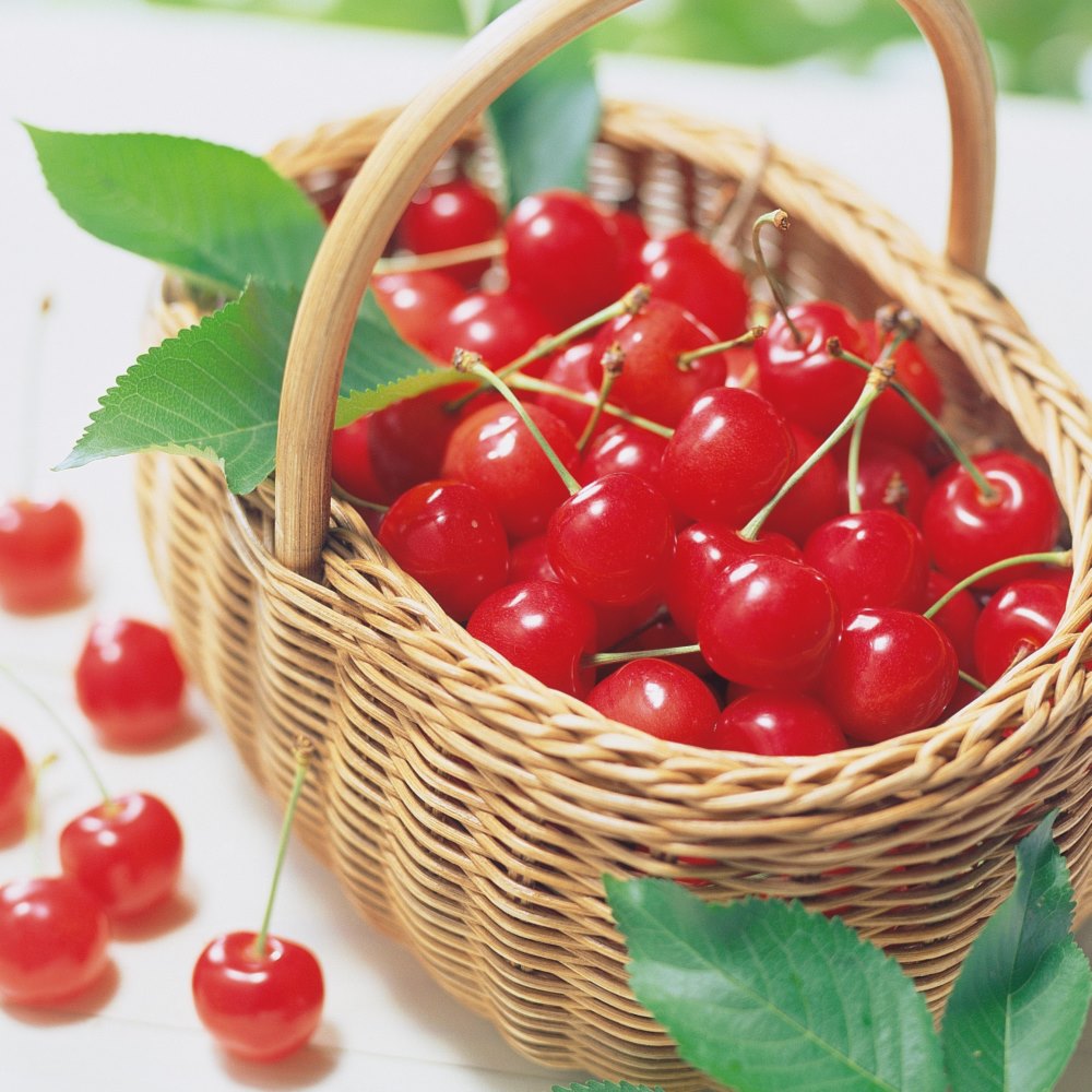 【母の日】山形産 「佐藤錦」 150g ※チョコ箱手詰め (造花カーネーション付)