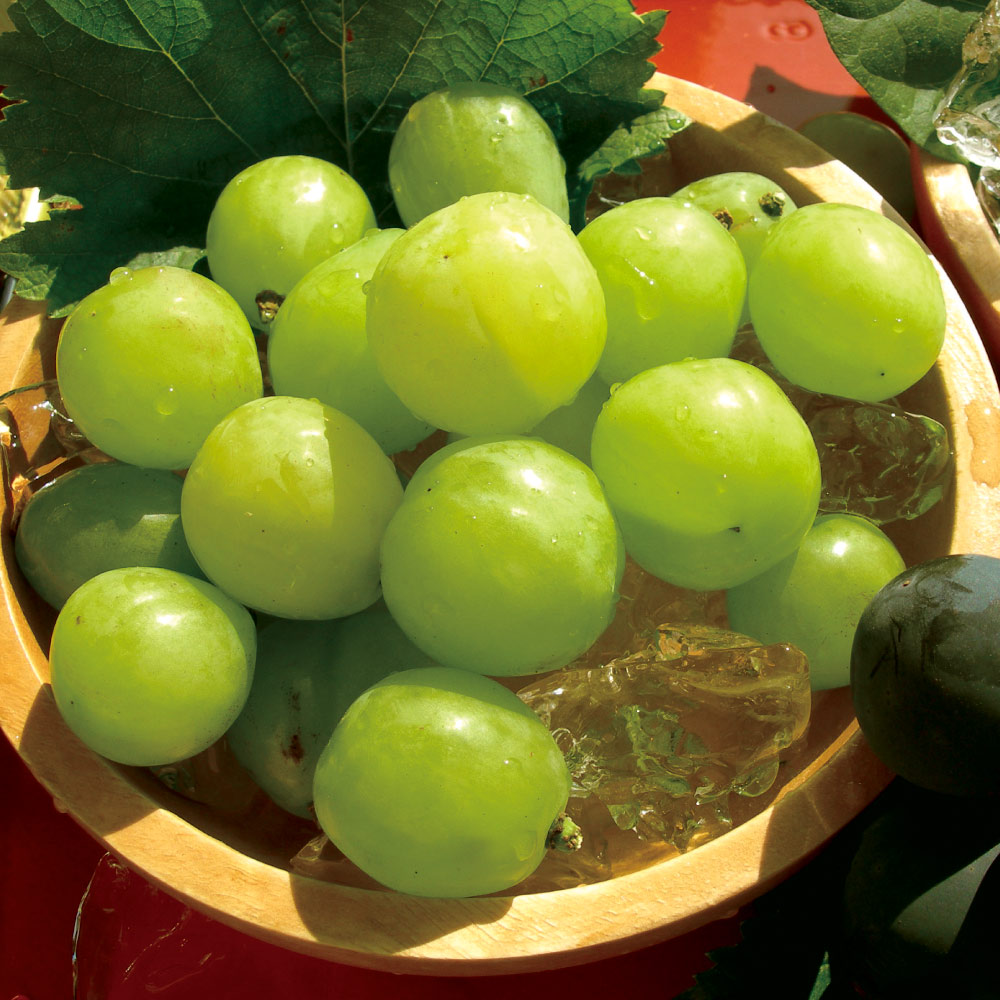 岡山産 桃太郎ぶどう 850g【9月中旬頃-お届け】 フルーツ 野菜 果物 NH2196