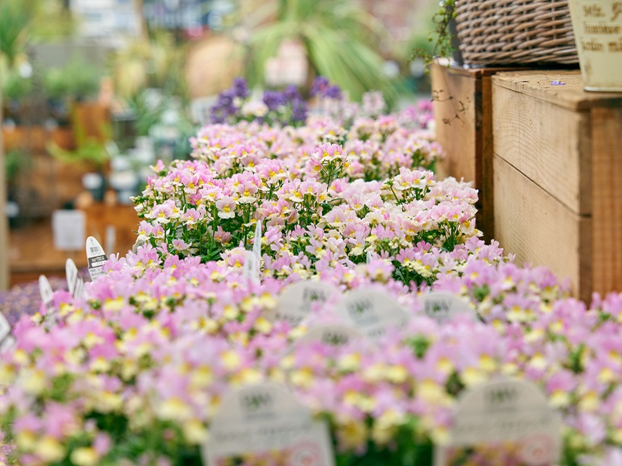 初心者でもチャレンジしやすい<br>寄せ植えの魅力とは？