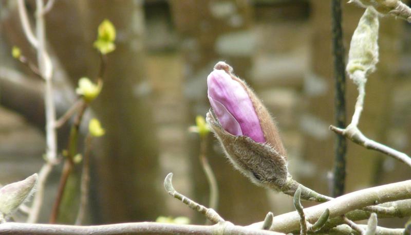 new growth.jpg