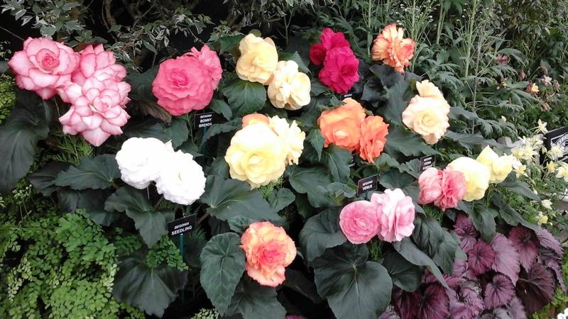2016-05-06 13.16.42.jpg